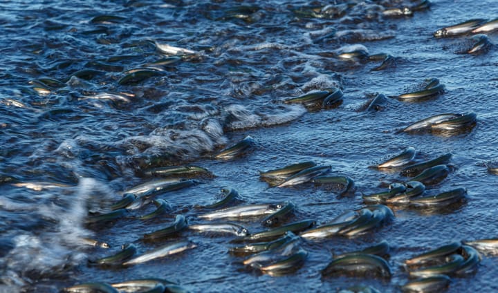 Can We Save Our Collapsing Fisheries?