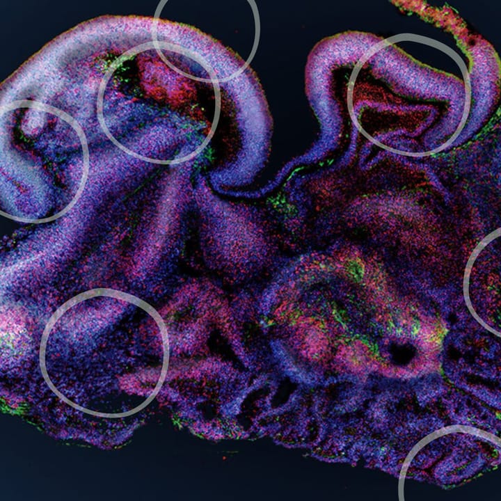 Could 3D Cell Cultures and Organoids Replace Animals in Research?